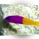 Fish Royal Dottyback Pacific A1 Xlarge Canvas