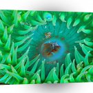 Fish Sea Anemone A1 Xlarge Canvas