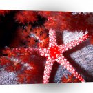Fish Sea Star Fiji A1 Xlarge Canvas