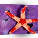 Fish Sea Star Palau Micronesia A1 Xlarge Canvas