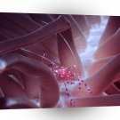 Fish Shrimp Walk Coral Sea A1 Xlarge Canvas