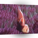 Fish Snuggles Coral Sea A1 Xlarge Canvas