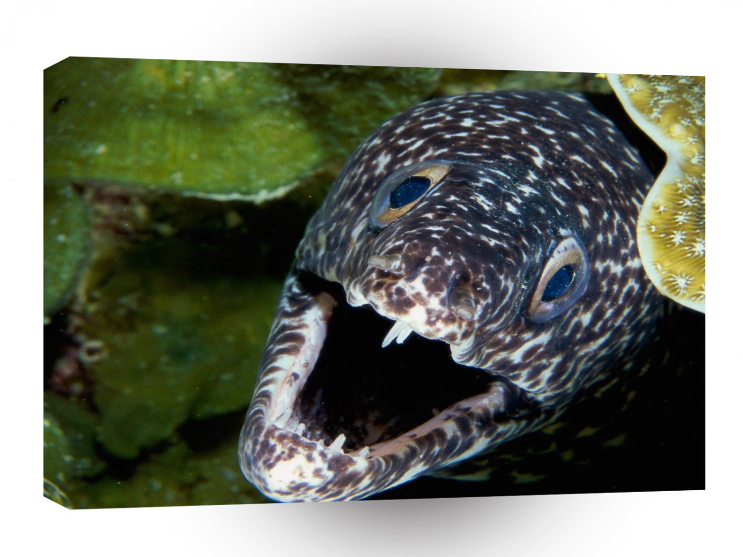 Fish Spotted Moray Eel A1 Xlarge Canvas