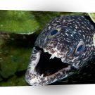 Fish Spotted Moray Eel A1 Xlarge Canvas