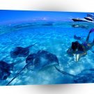 Fish Stinger Swim Aruba A1 Xlarge Canvas