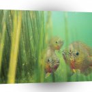 Fish Sunfish Along The Reeds Edge A1 Xlarge Canvas