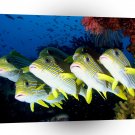 Fish Sweet Lips School Irian Jaya A1 Xlarge Canvas