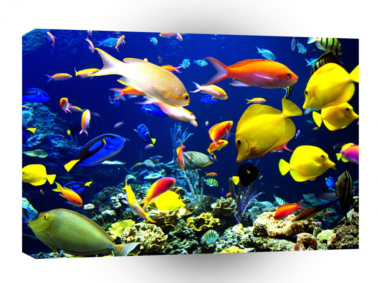 Fish Tropical Harmony A1 Xlarge Canvas