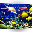 Fish Tropical Harmony A1 Xlarge Canvas
