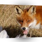 Foxes Nature Way A1 Xlarge Canvas