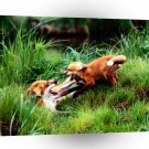 Foxes Red Horseplay A1 Xlarge Canvas