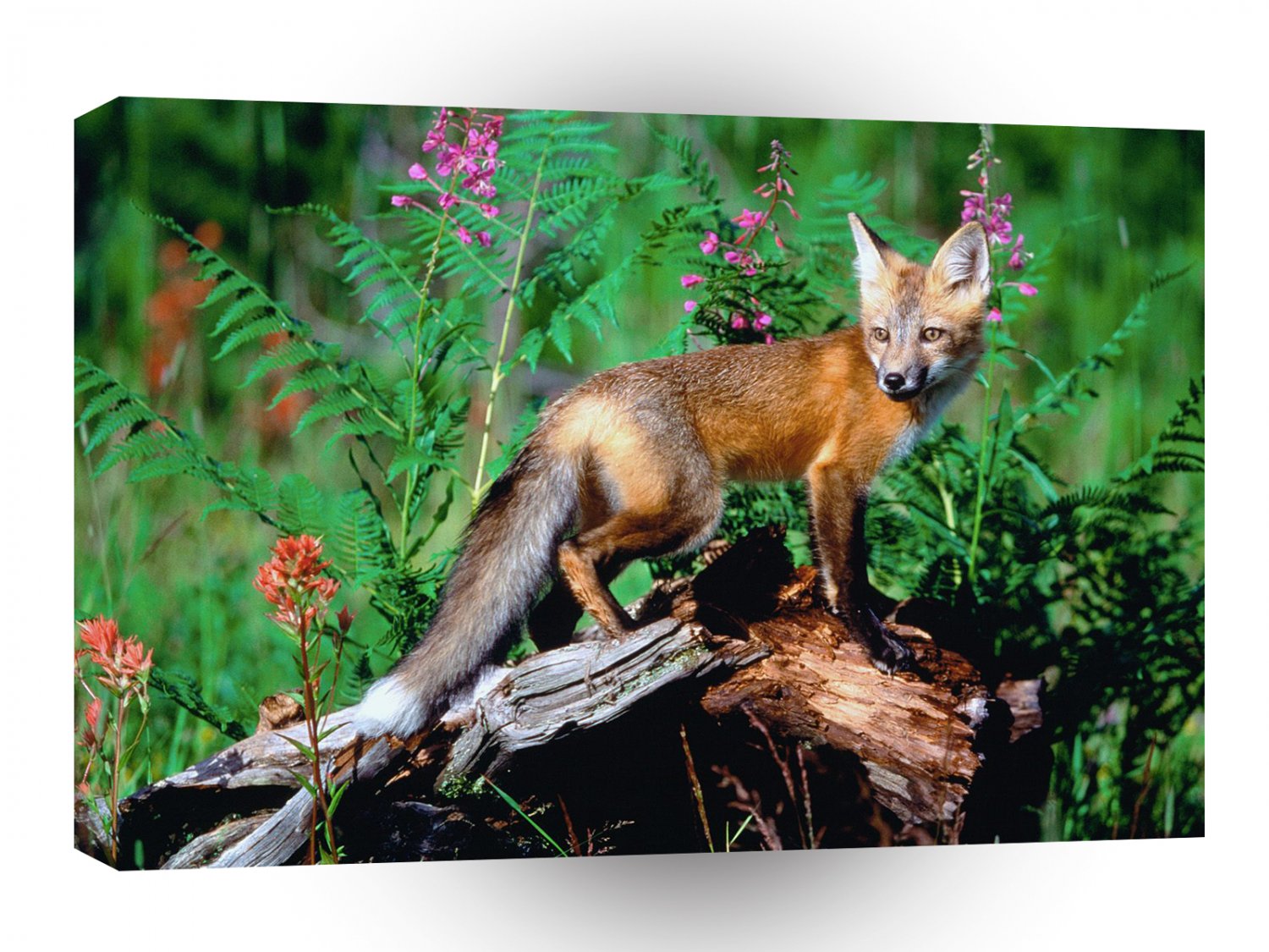 Foxs Big Ears Make A Good Listener A1 Xlarge Canvas