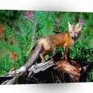 Foxs Big Ears Make A Good Listener A1 Xlarge Canvas