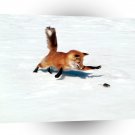 Foxs Chasing A Snack Red A1 Xlarge Canvas