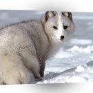 Foxs Grey White Arctic A1 Xlarge Canvas