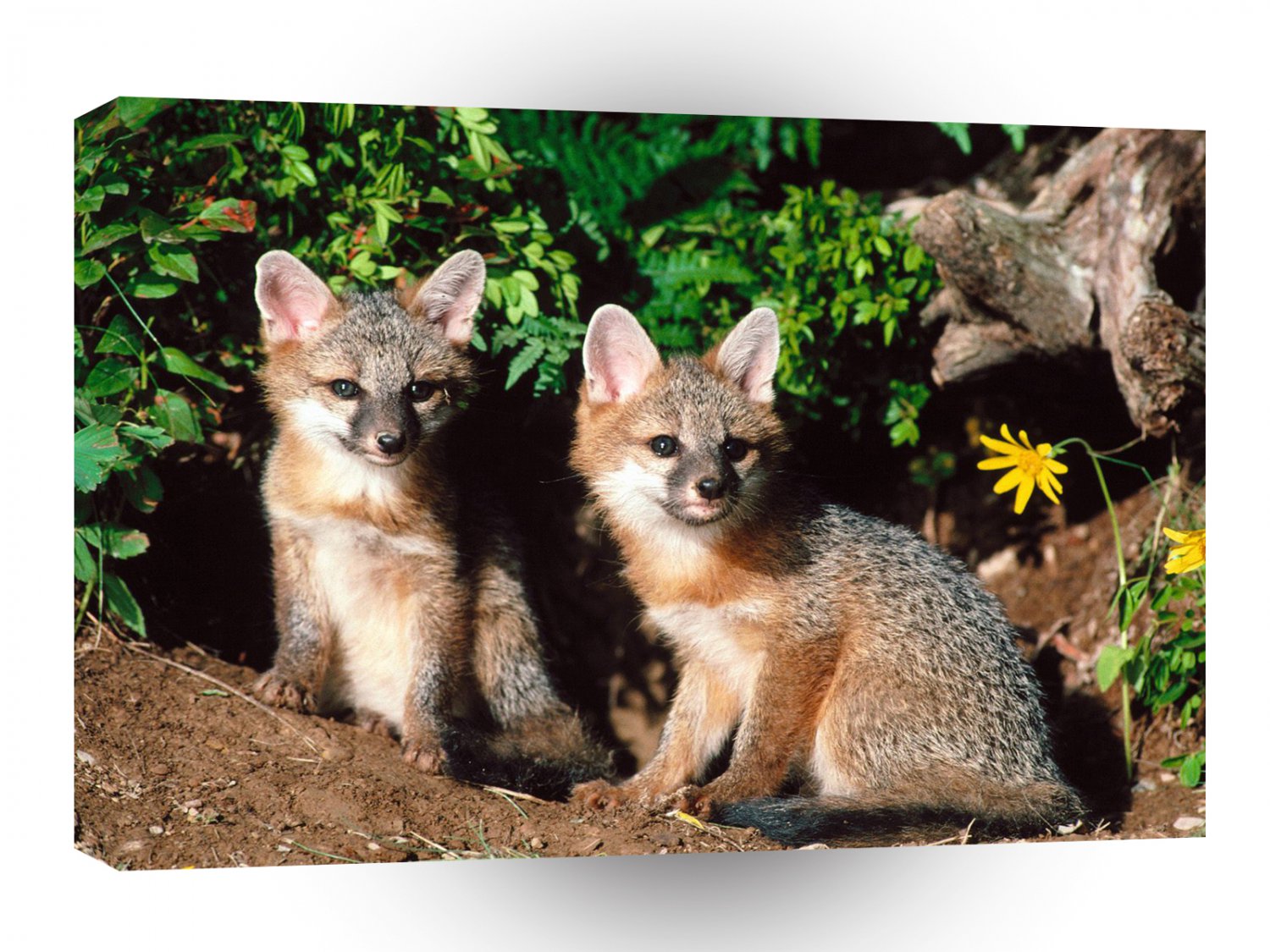 Foxs Interrupted Grey A1 Xlarge Canvas