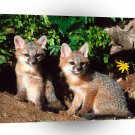 Foxs Interrupted Grey A1 Xlarge Canvas