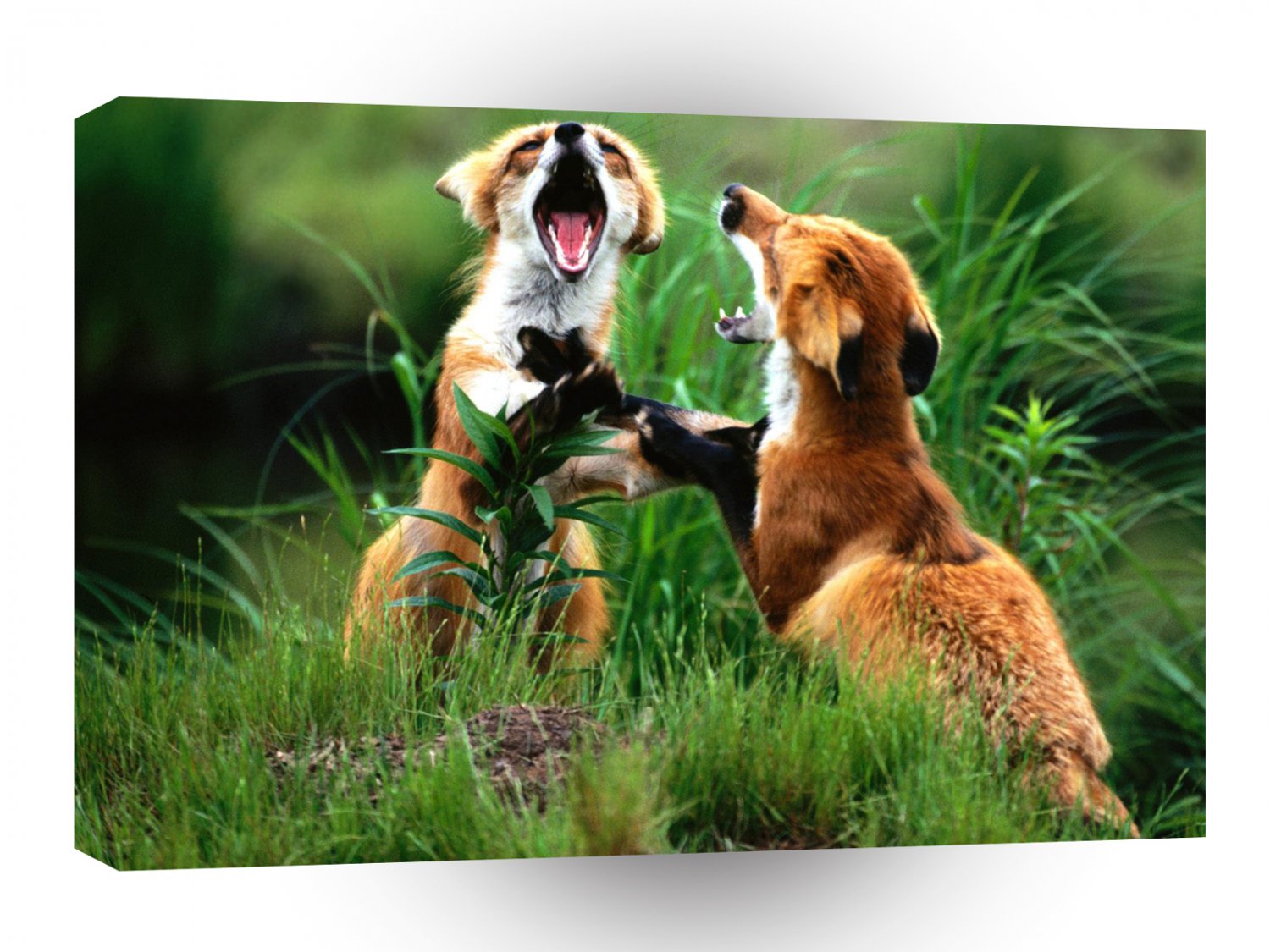 Foxs Lets Have It A1 Xlarge Canvas