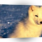 Foxs Look Of Arctic A1 Xlarge Canvas