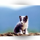 Foxs Lost One A1 Xlarge Canvas