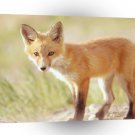 Foxs Red Indiana A1 Xlarge Canvas