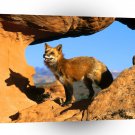 Foxs Rocky Habitat A1 Xlarge Canvas