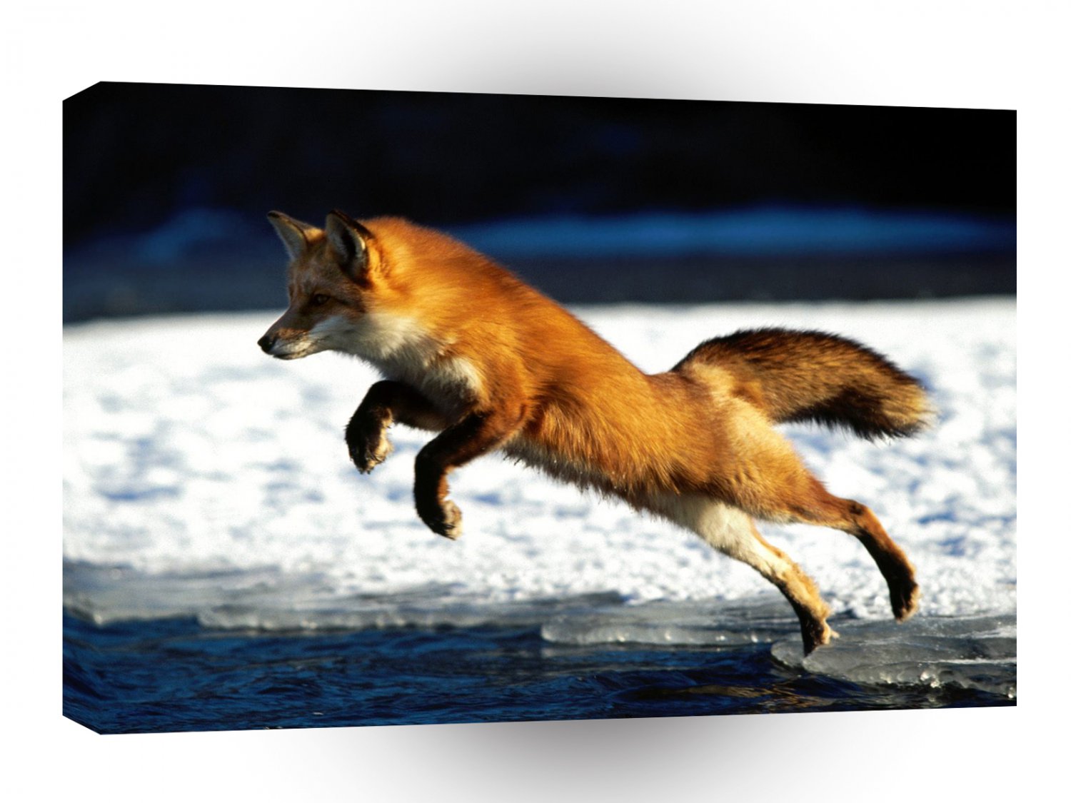 Foxs Springing Into Action A1 Xlarge Canvas