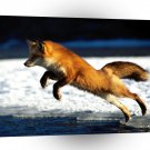 Foxs Springing Into Action A1 Xlarge Canvas