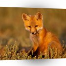 Foxs Young Ones A1 Xlarge Canvas