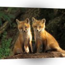Foxs Young Red Kits Louisville Kentucky A1 Xlarge Canvas