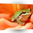 Frog Amazon Rain Forest Species A1 Xlarge Canvas