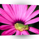 Frog Amazon Tree Sitter A1 Xlarge Canvas