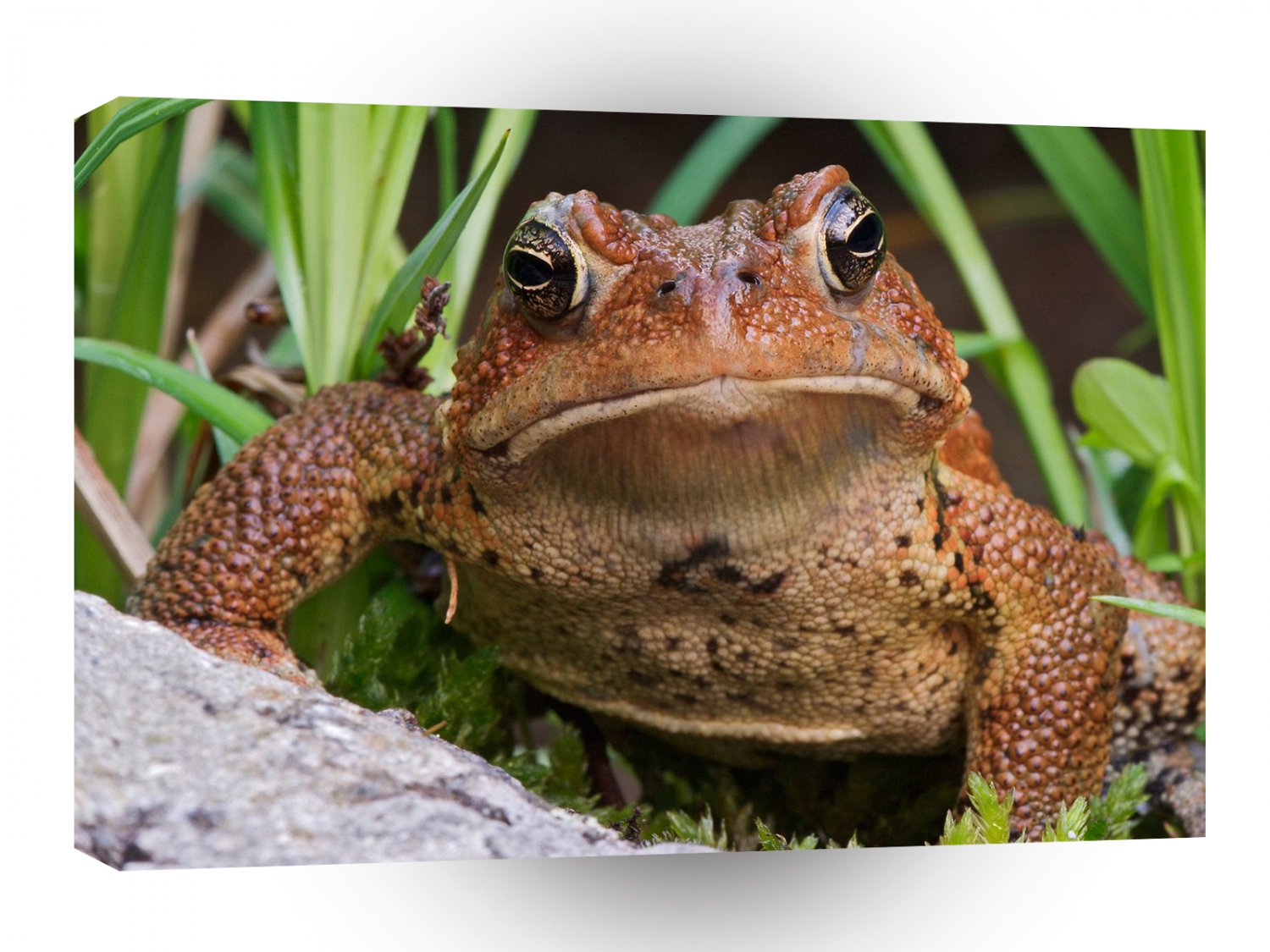 Frog American Toad A1 Xlarge Canvas
