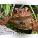 Frog American Toad A1 Xlarge Canvas