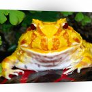 Frog Argentine Horn A1 Xlarge Canvas