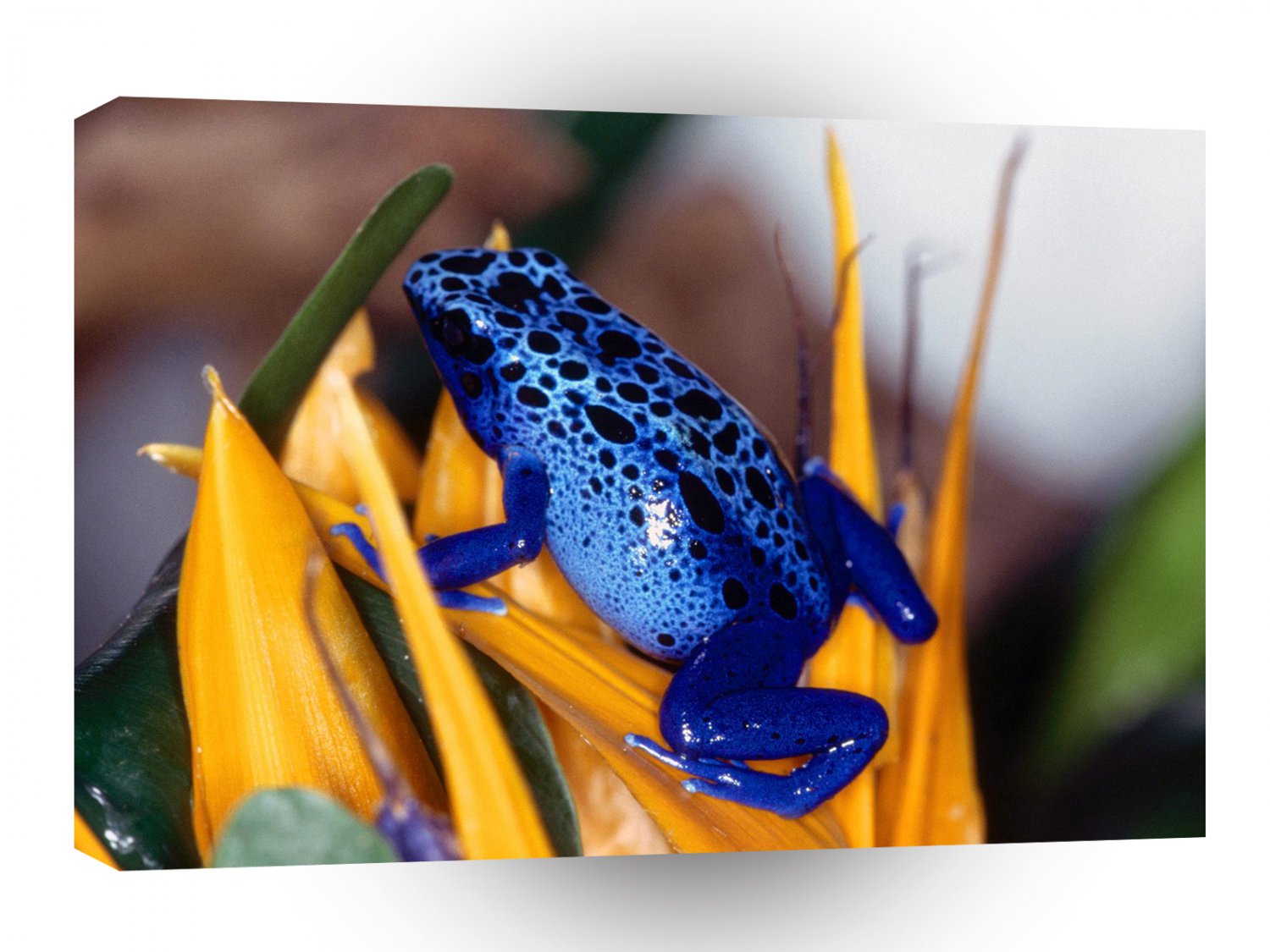 Frog Blue Poison A1 Xlarge Canvas