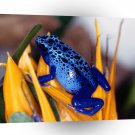 Frog Blue Poison A1 Xlarge Canvas