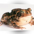 Frog Fowlers Toad A1 Xlarge Canvas