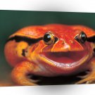 Frog Kiss Me Prince A1 Xlarge Canvas