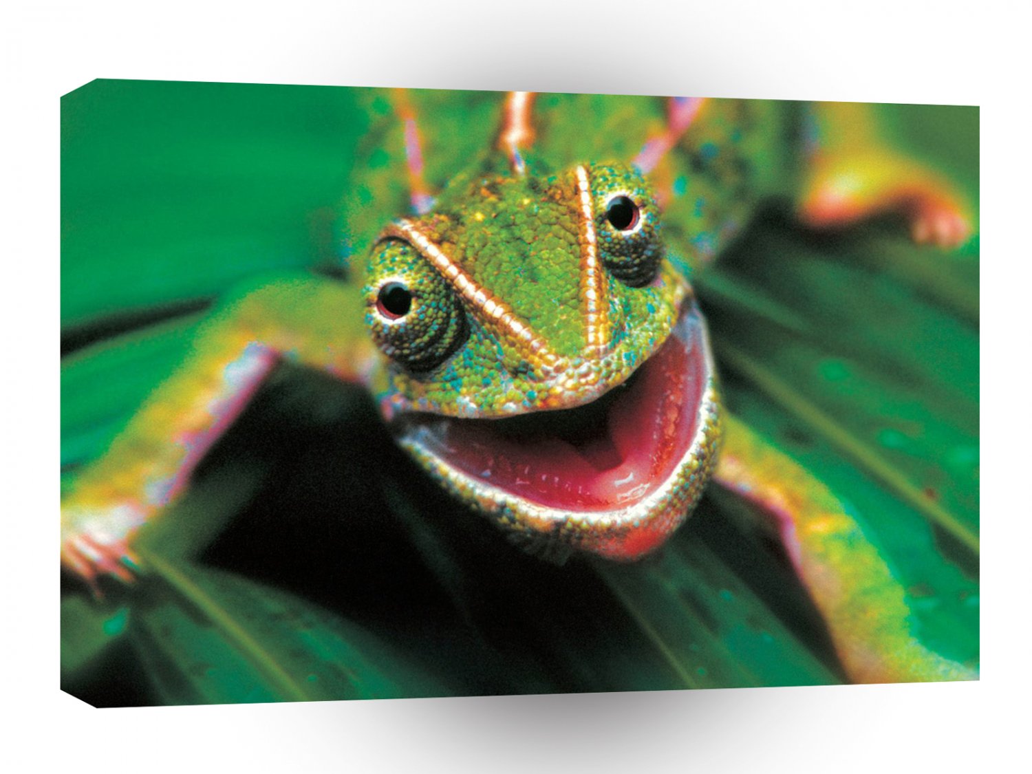 Frog Lounge Lizard A1 Xlarge Canvas