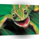 Frog Lounge Lizard A1 Xlarge Canvas