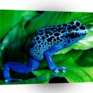 Frog Mr Blue A1 Xlarge Canvas