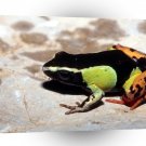 Frog Painted Mantella Madagascar A1 Xlarge Canvas