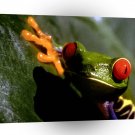 Frog Poisonous Beauty A1 Xlarge Canvas