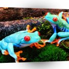 Frog Red Eyed Buddys A1 Xlarge Canvas