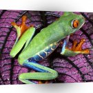Frog Red Eyed Central America A1 Xlarge Canvas
