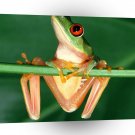 Frog Red Eyed Holding On A1 Xlarge Canvas