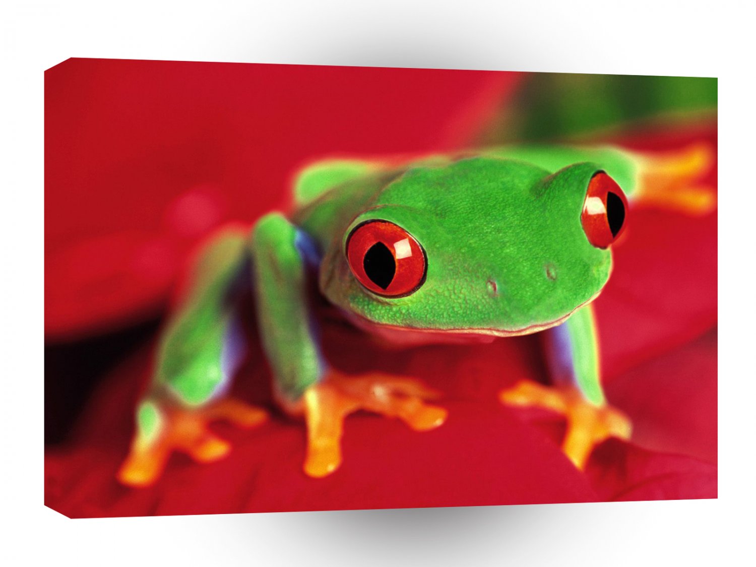 Frog Red Eyed Tree A1 Xlarge Canvas