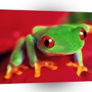 Frog Red Eyed Tree A1 Xlarge Canvas
