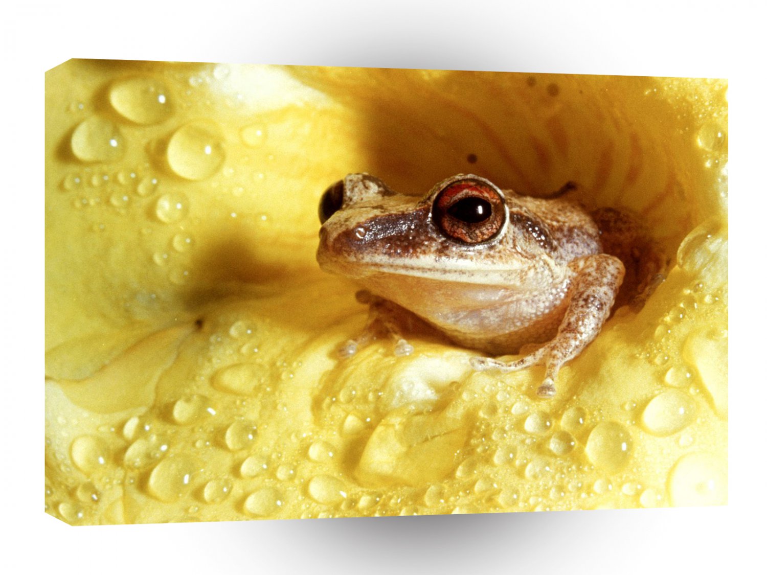 Frog Rest Stop Florida A1 Xlarge Canvas